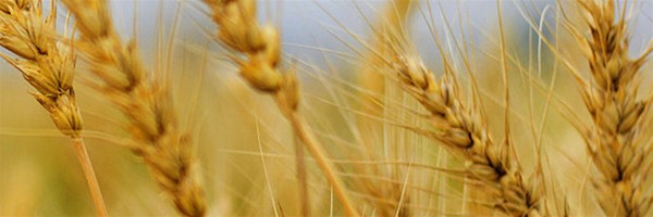 小麦面粉的营养价值，你知道吗？
